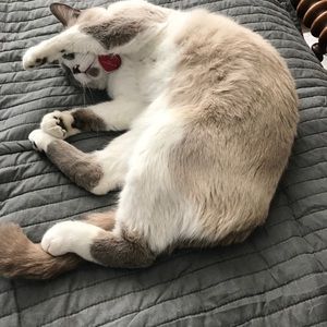 Meet your Posher, Addison